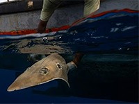 Fisherman releasing an inadvertently caught ray