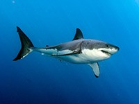 Great white shark: DepositPhotos