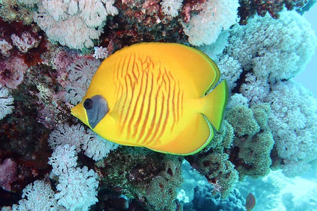 Masked butterfly fish