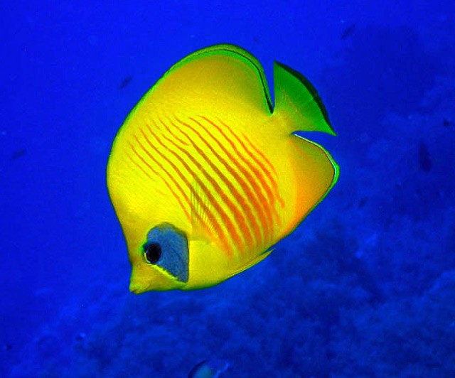 Masked butterflyfish, also known as the bluecheeked butterflyfish