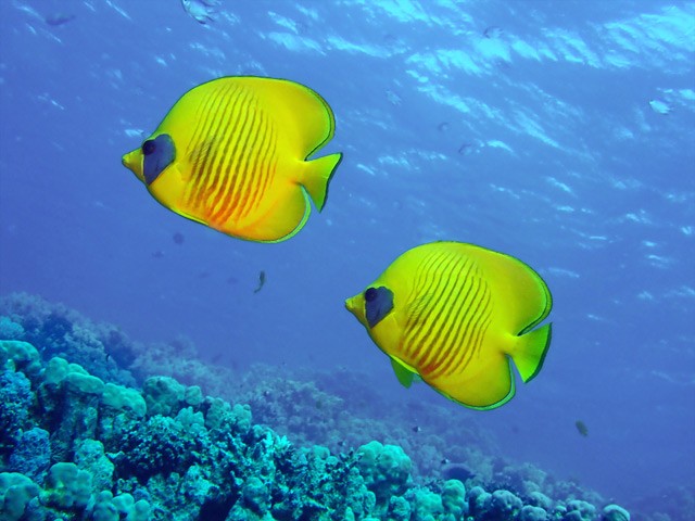 Masked butterflyfish