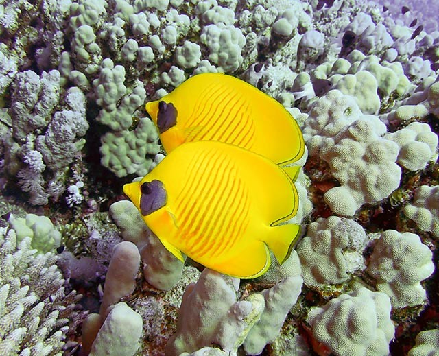 Masked butterflyfish