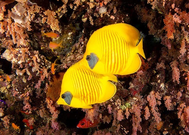 Masked butterflyfish