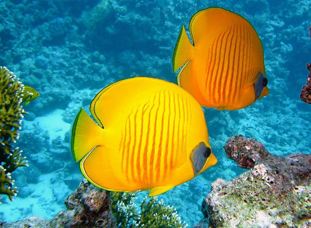 Masked butterflyfish