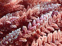 Red algae