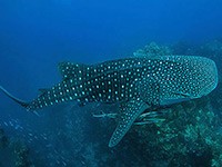 Whale shark